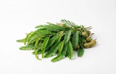 tender tamarind leaves