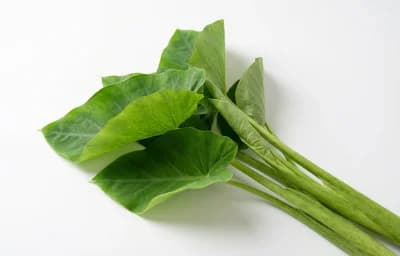 Taro Leaves and Stems