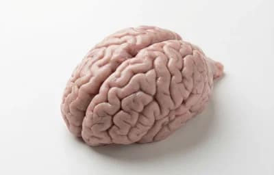 sheep brain