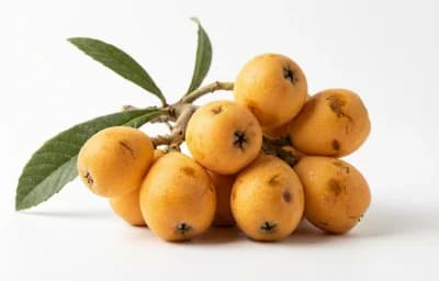 raw loquat