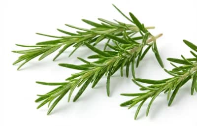 rosemary sprigs