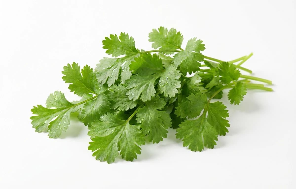 coriander leaf