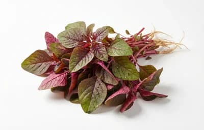 red amaranth leaves