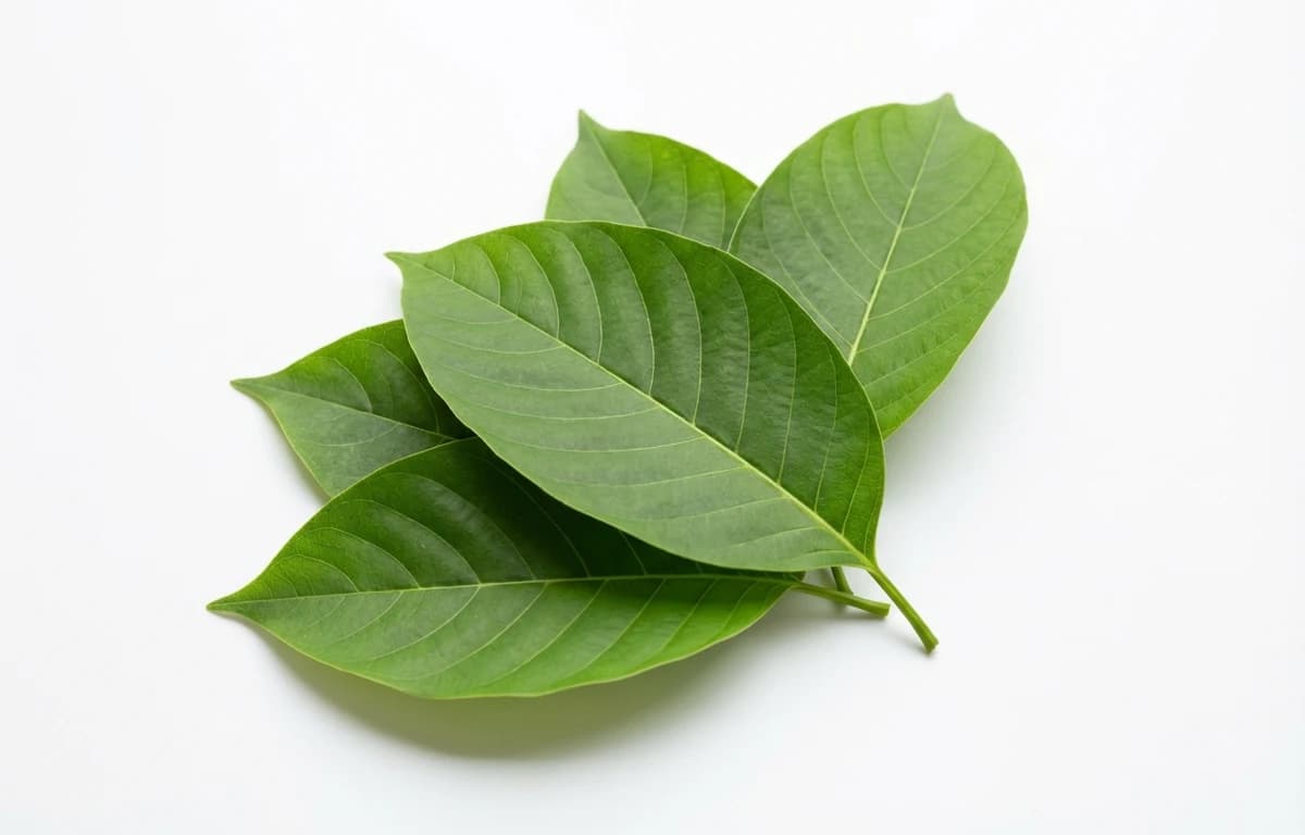 kadam leaves