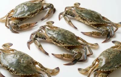 soft-shell crabs