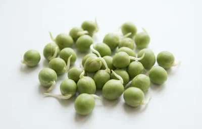raw sprouted peas