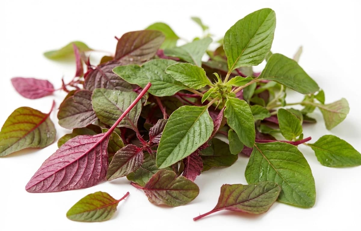 red and green mix amaranth spinosus leaves