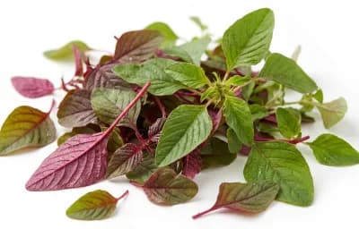 red and green mix amaranth spinosus leaves