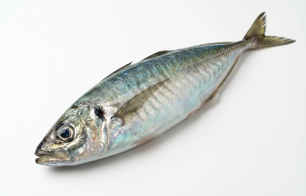 raw pacific jack mackerel