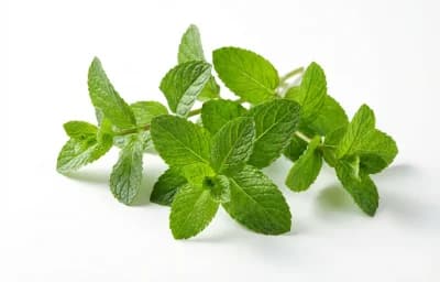mint sprigs