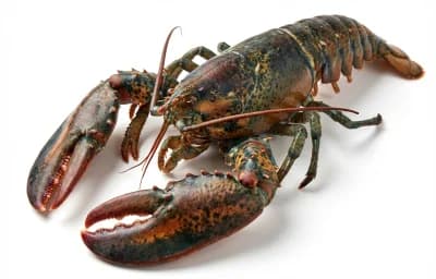 king size lobster