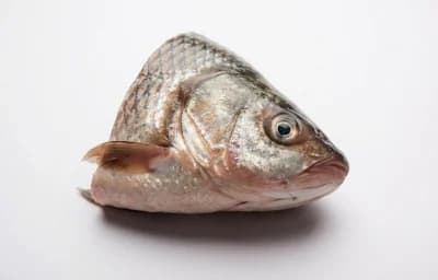 rohu fish head