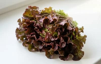 raw red leaf lettuce