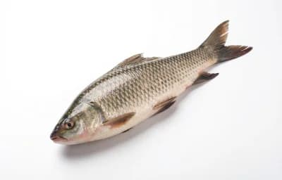 rohu carp fish