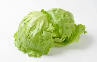 Iceberg Lettuce Leaves