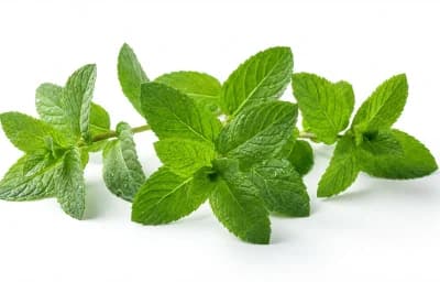 Fresh Mint Sprigs