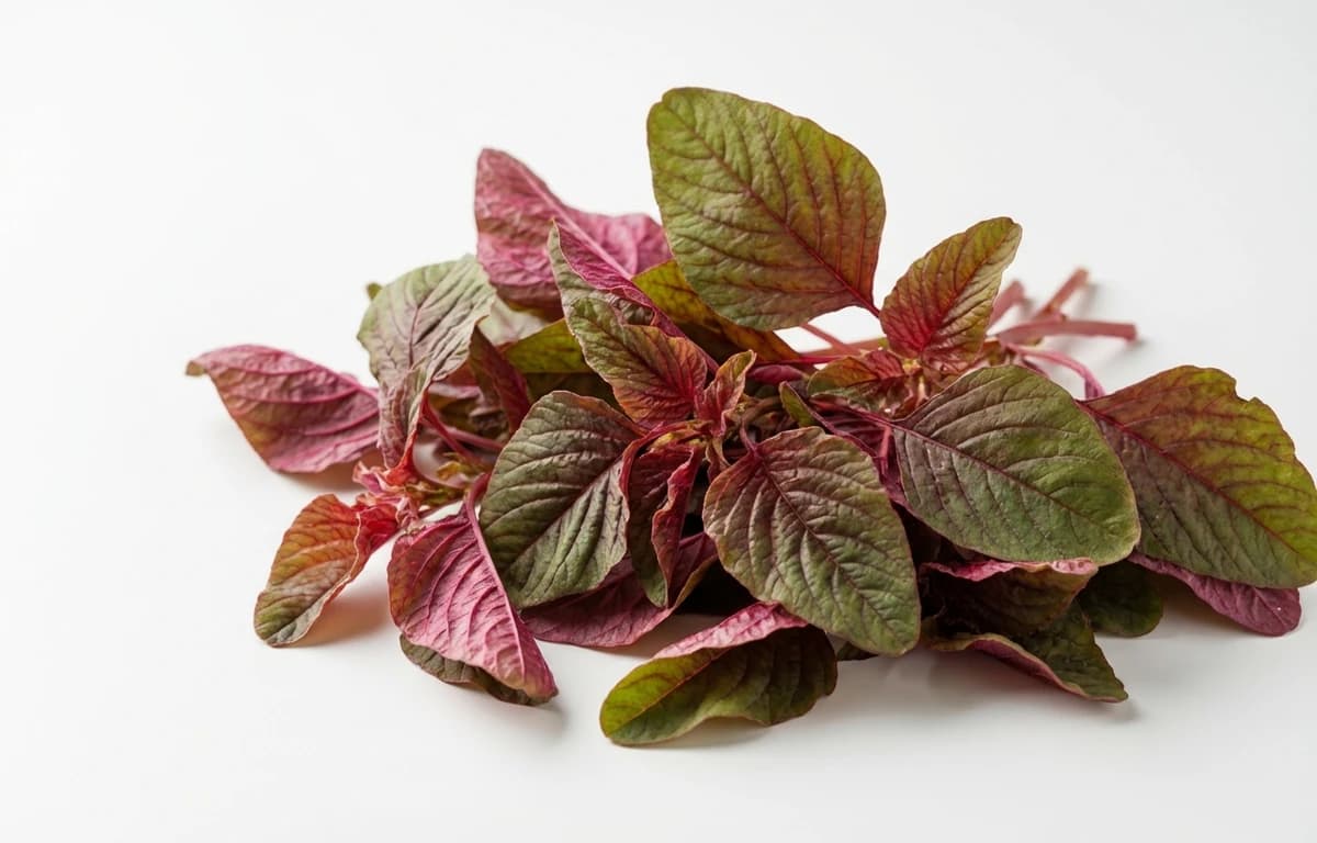 red mix amaranth leaves