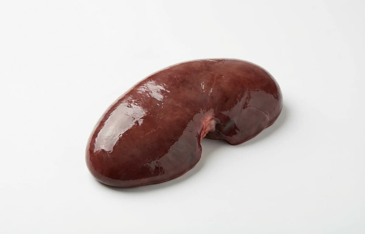 sea lion kidney