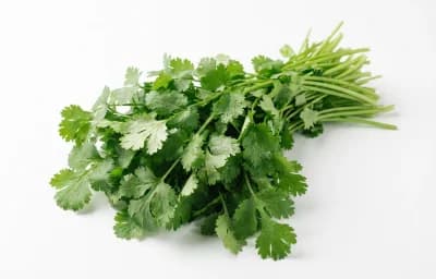 fresh coriander leaves