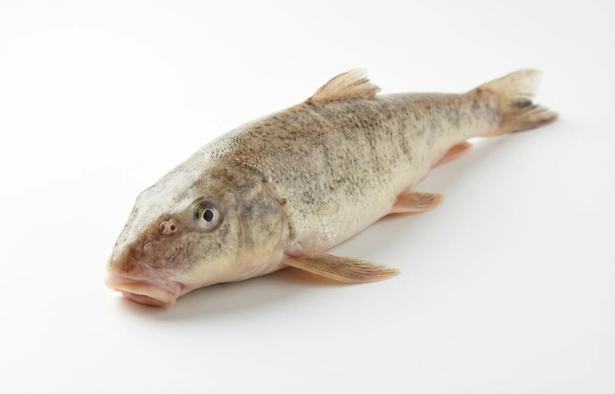 raw white sucker fish