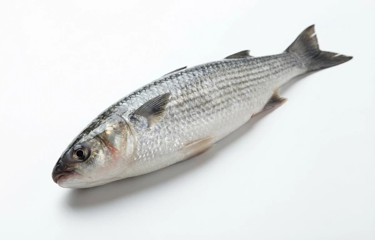 mullet fish