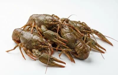 raw wild crayfish