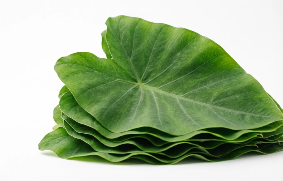 colocasia leaves