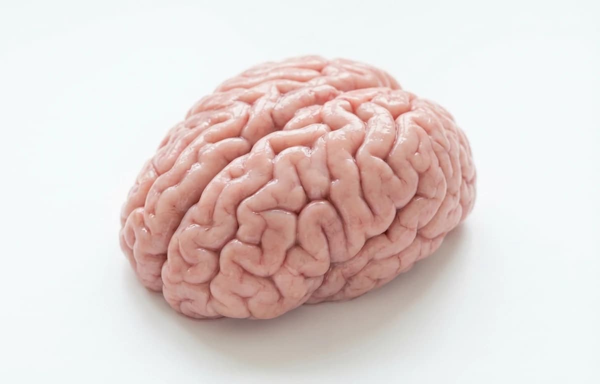 raw veal brain