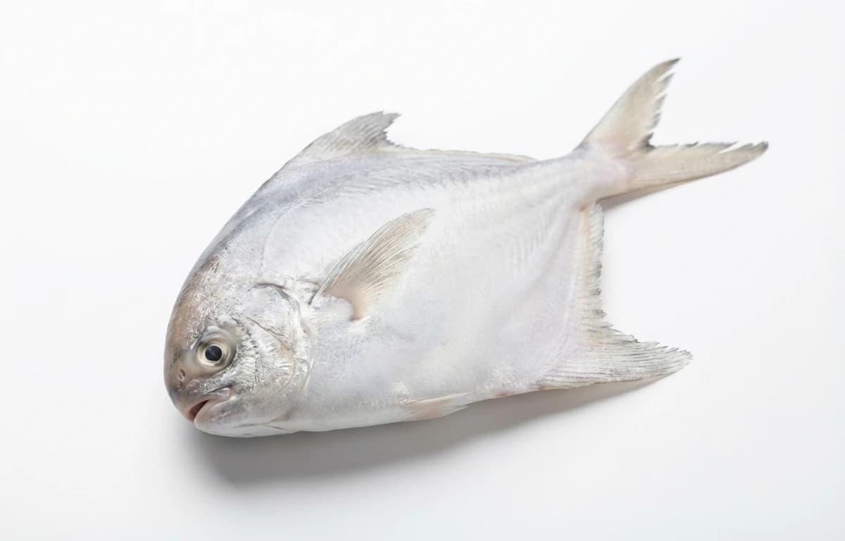 white pomfret
