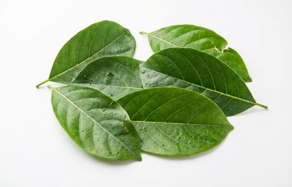 jackfruit leaves