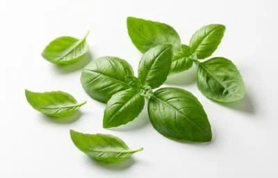 Fresh Basil Leaves