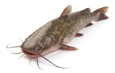 long-whiskered catfish