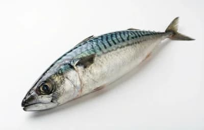 mackerel fish