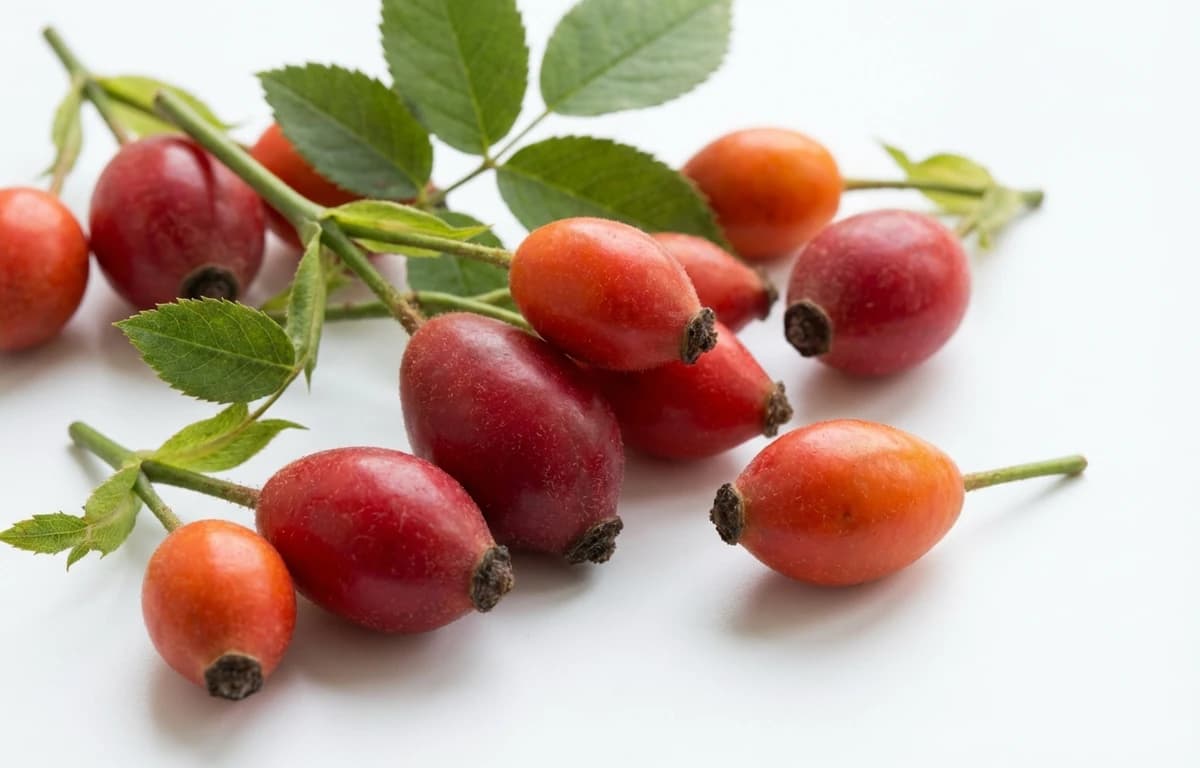 raw wild rose hips