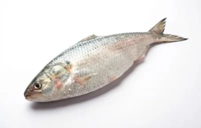 hilsa fish