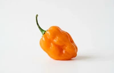 Habanero Pepper