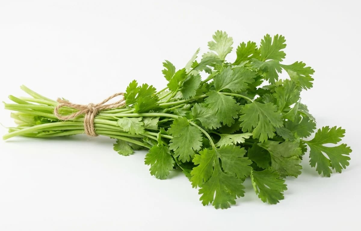 fresh cilantro