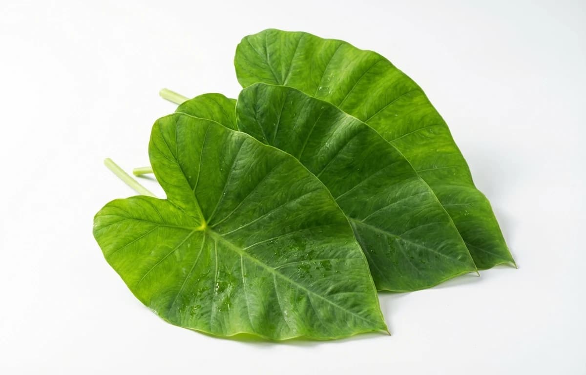 alu leaves