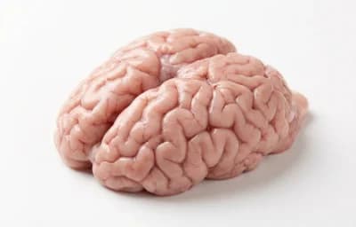raw lamb brain