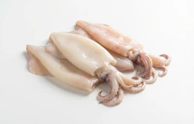 squid