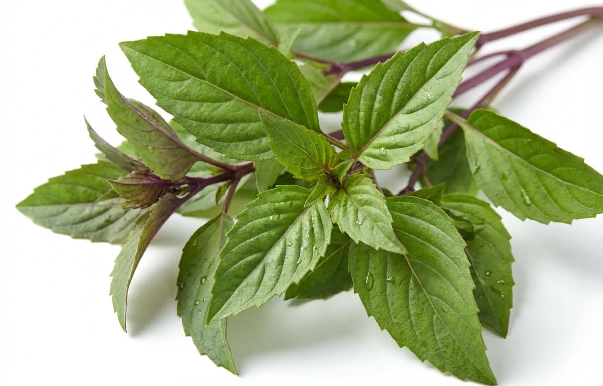 thai basil leaves