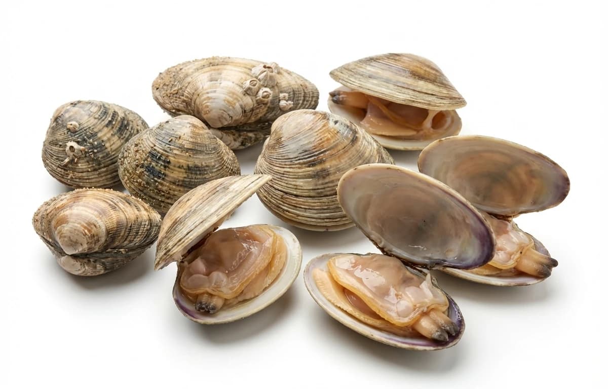 clams