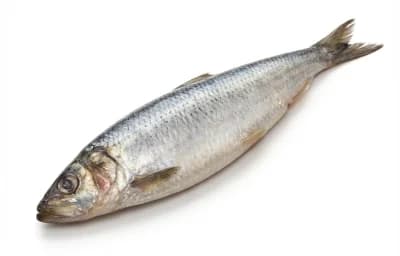 raw atlantic herring