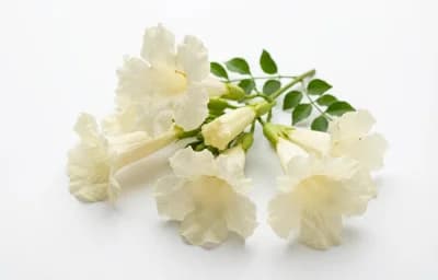 indian trumpet flower