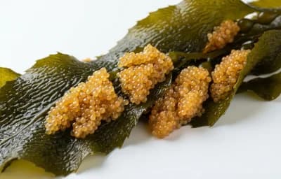 herring eggs on giant kelp