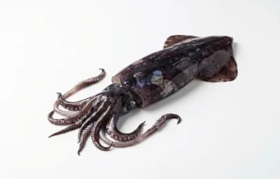black squid