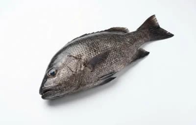 black snapper