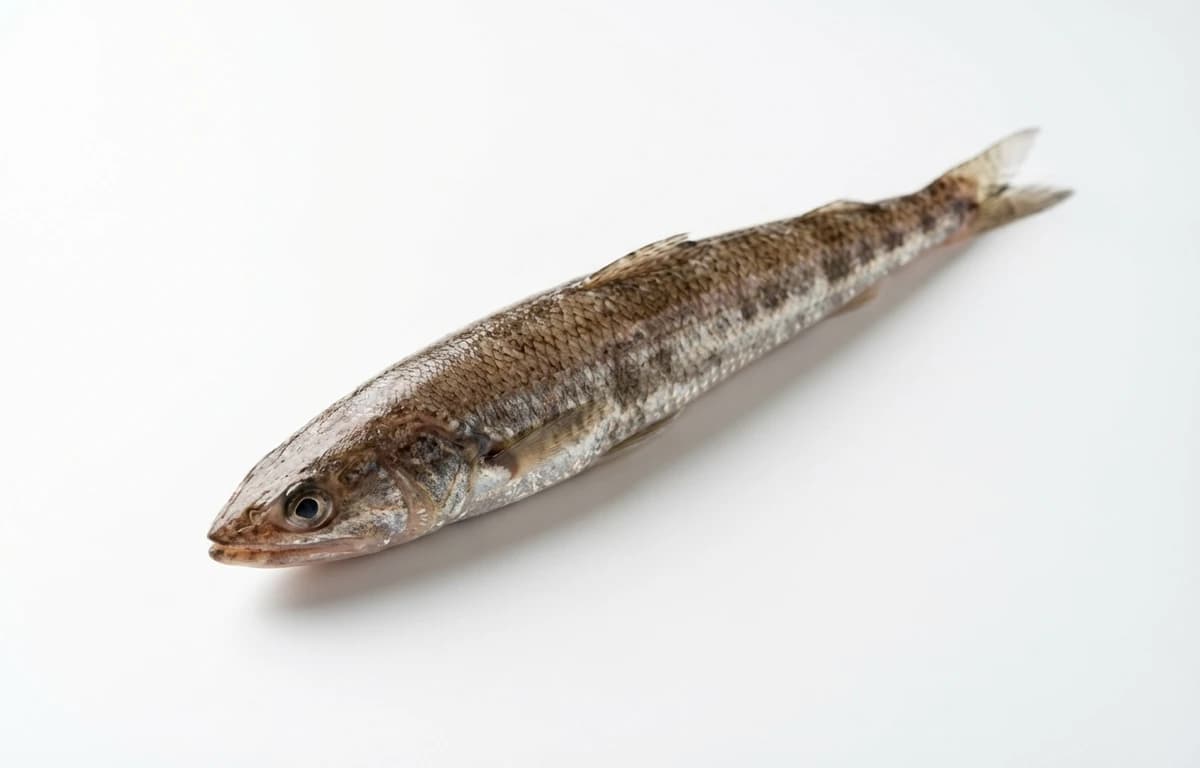 lizardfish