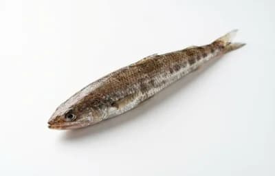 lizardfish