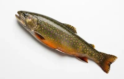 raw brook trout